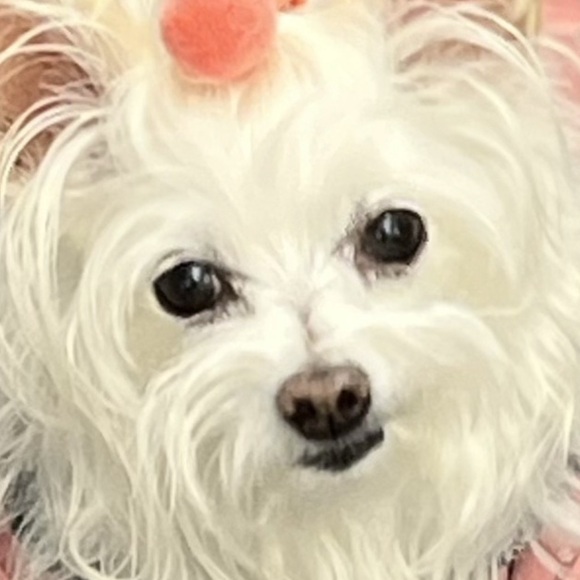 Meet your Posher, Posh - Picture 2 of 16